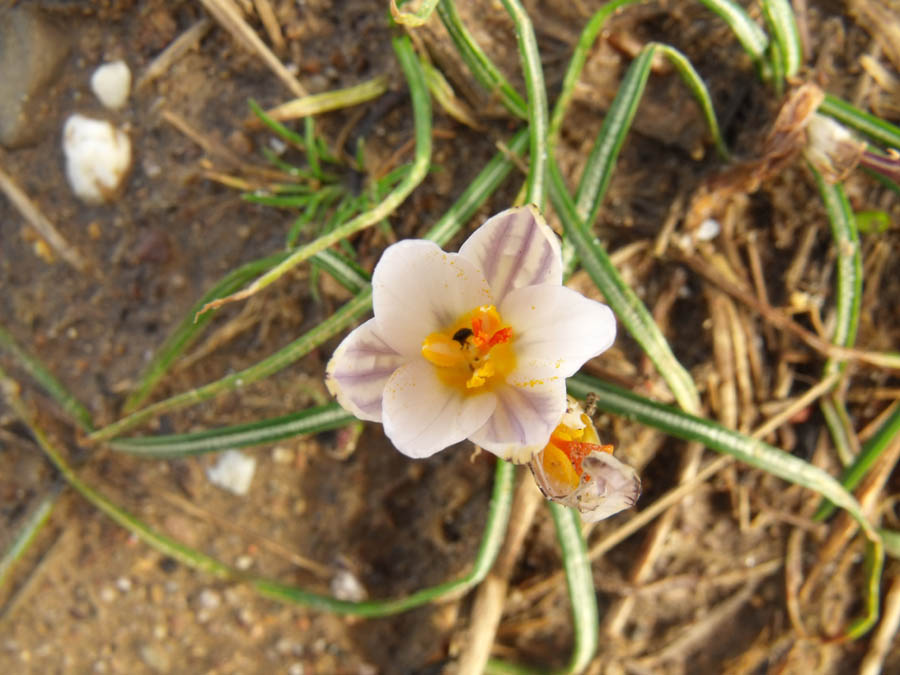 Crocus biflorus